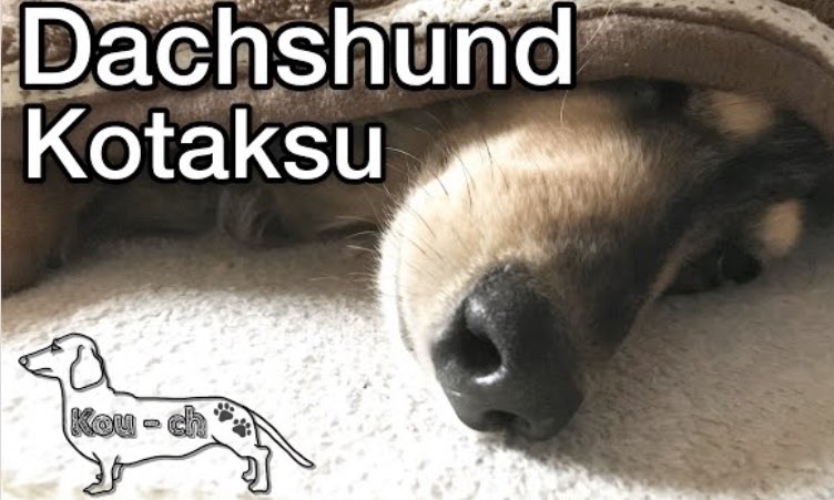 寒がりいぬ