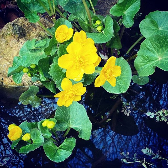NikPickard's tweet photo. The kings cup or Calthea pulustris is the first marginal plant to flower in my wildlife pond and is a sure sign of #spring 🤗 it really is beautiful. https://t.co/DV6YN8glmv https://t.co/Vc9iVHSdEo