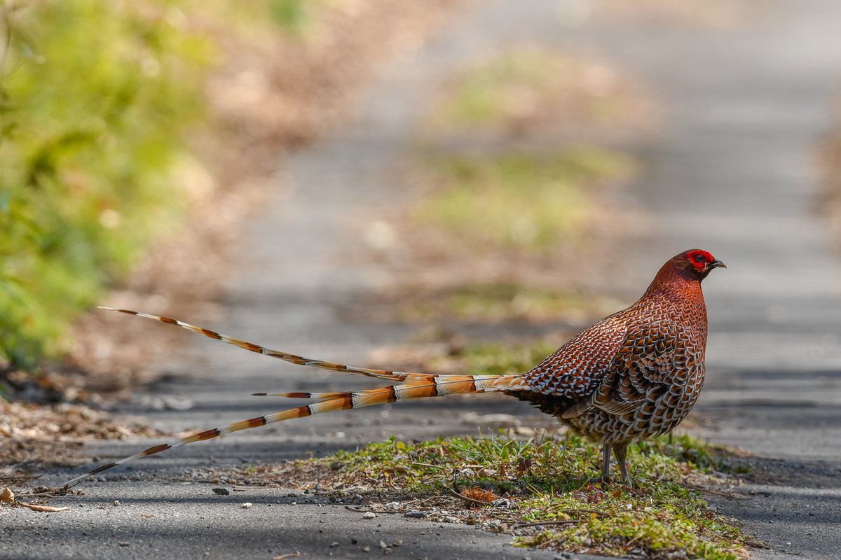 Peter Ton 铜长尾雉北部亚种syrmaticus Soemmerringii Scintillans 日本特有の鳥種