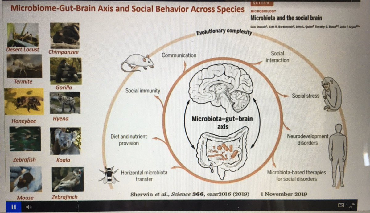 MJoVillanueva's tweet photo. Amazing @jfcryan talk about Microbiota-Gut Axis along human life ,highlighting #microbiota and adolescent mental health #GMFH2020 https://t.co/m3DWkiiEVQ