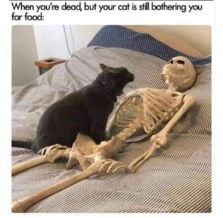 Springbokwalker's tweet image. 