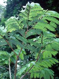 arbolespe's tweet photo. Arapari #Espinito #Arepito (Macrolobium acaciifolium) subfamilia de las Caesalpinioideae, de Guyana , donde son comunes en las llanuras aluviales de la cuenca amazónica . Los miembros del género se usan como ornamentales y para su madera. https://t.co/jRhn2gcY5t