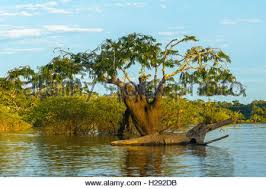 arbolespe's tweet photo. Arapari #Espinito #Arepito (Macrolobium acaciifolium) subfamilia de las Caesalpinioideae, de Guyana , donde son comunes en las llanuras aluviales de la cuenca amazónica . Los miembros del género se usan como ornamentales y para su madera. https://t.co/jRhn2gcY5t