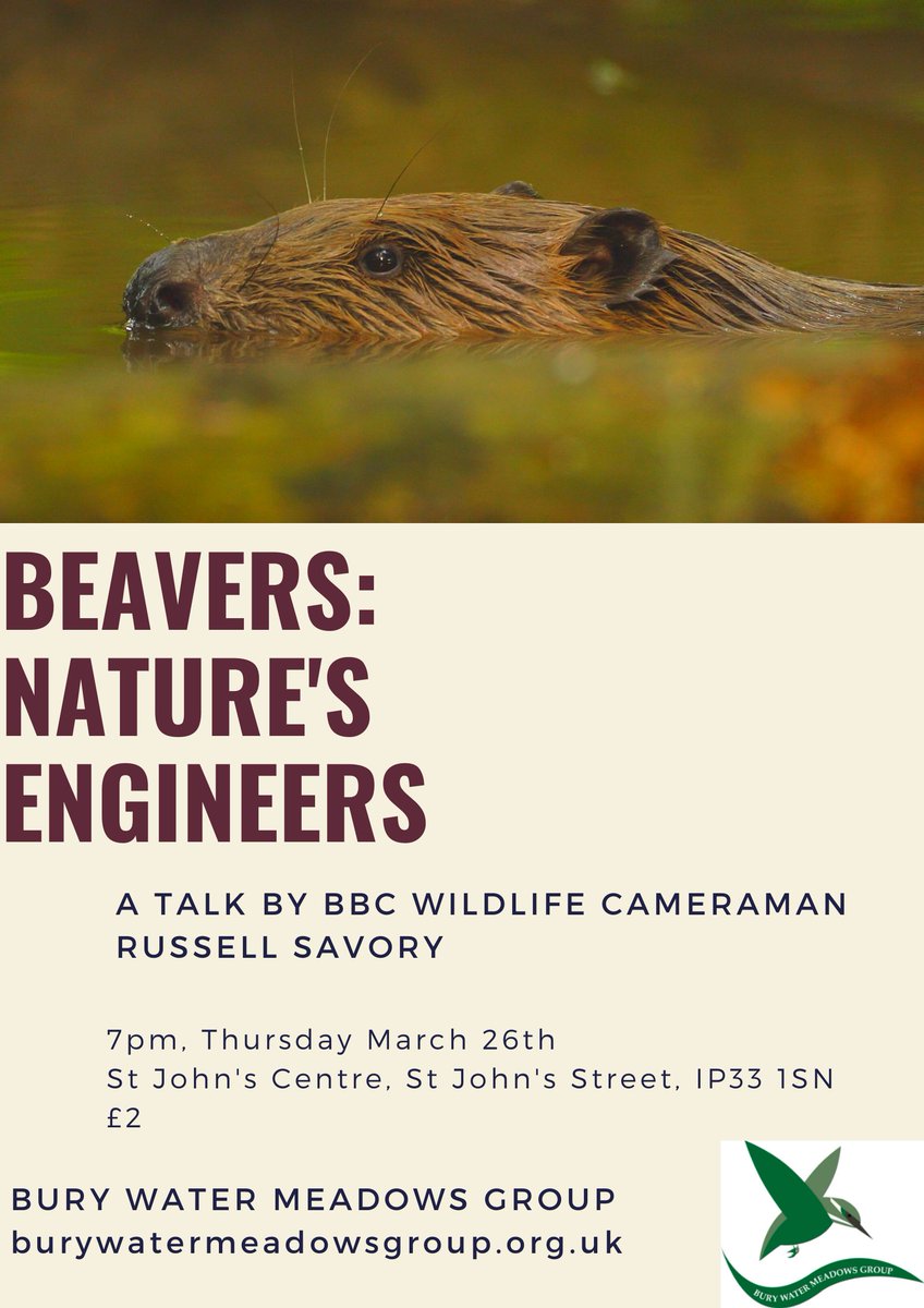 Some think the introduction of #beavers to #BuryStEdmunds could restore wetland habitat and help control flooding. Hear all about these remarkable animals at our next talk, by BBC wildlife cameraman and @spainshall project photographer, Russell Savory (<a href="/37squadron/">Russell Savory</a>). 26th March.