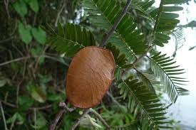 arbolespe's tweet photo. Arapari #Espinito #Arepito (Macrolobium acaciifolium) subfamilia de las Caesalpinioideae, de Guyana , donde son comunes en las llanuras aluviales de la cuenca amazónica . Los miembros del género se usan como ornamentales y para su madera. https://t.co/jRhn2gcY5t
