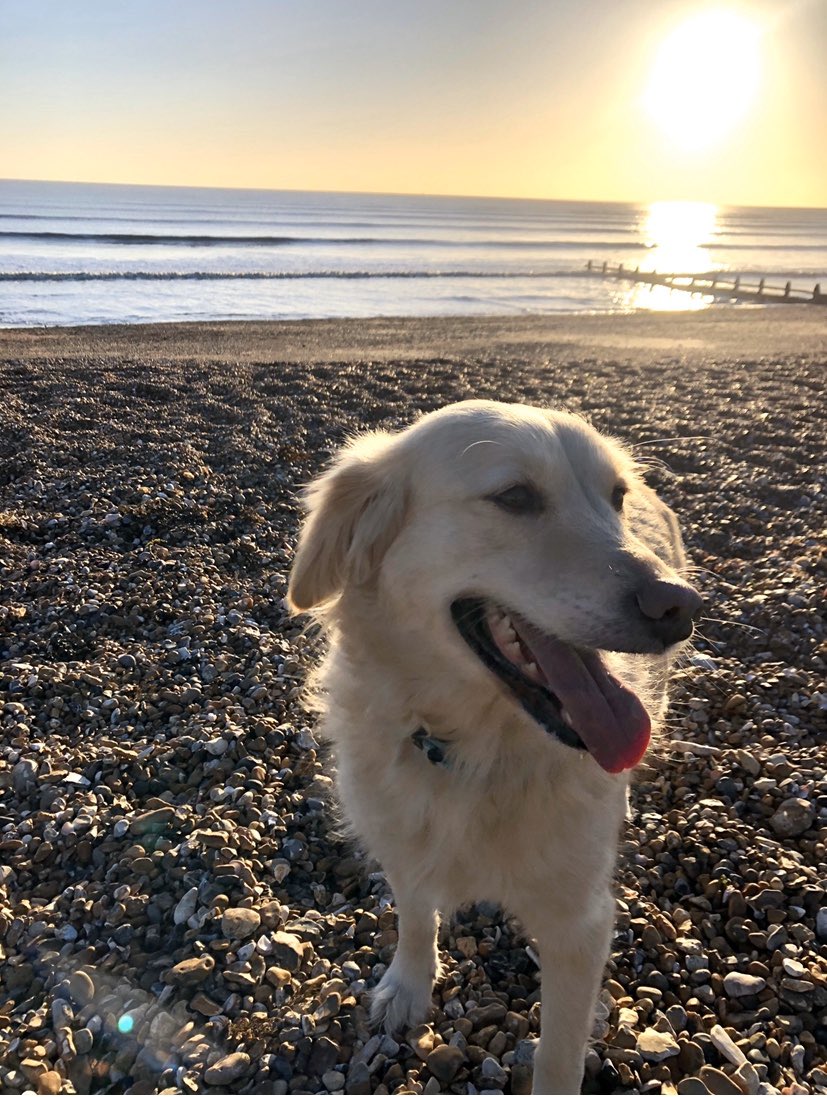 Poppy66793386's tweet photo. Weekend walkies 🐾🐾 @forgotten_paws @dogcelebration @rescuedpups @WeLoveDogsUSA @soulpuppies @ScarlettBeagle @K9Finn @Penny_Lane_Pup @WalkinDogwalk @katehumble @Crufts #dogsoftwitter #alldogsmatter #RescueDogs #streetdog #bekindtodogs https://t.co/QZoHOT1S1R