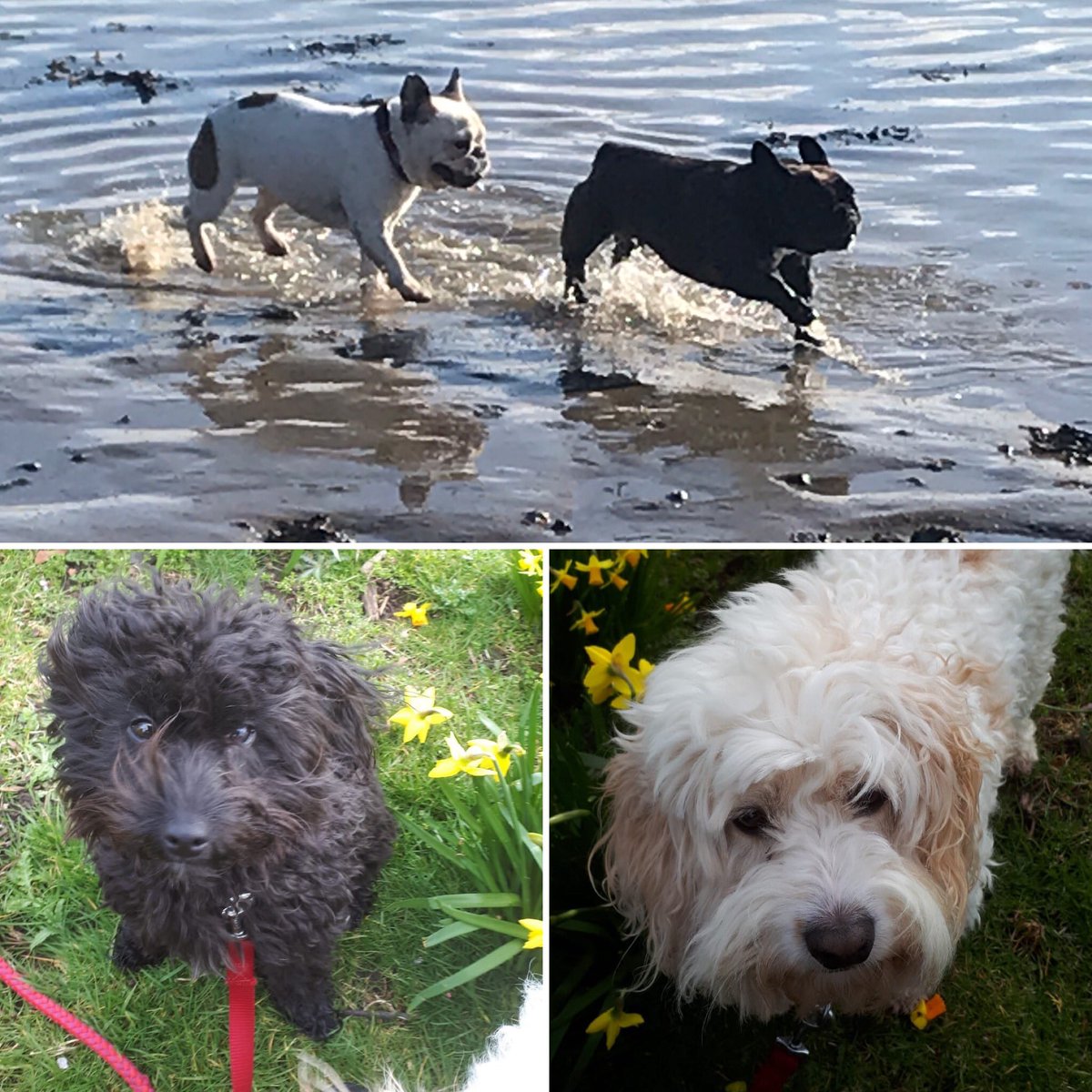 PetBusinessPR's tweet photo. Happy International Female Doggies Day! #InternationalWomensDay #dogs #femaledogs #colliecross #cockapoo #cavachon #goldenretriever #collie #labradoodle #pomsky #labrador #frenchbulldog #cavapoo https://t.co/CSlvGrfSFw