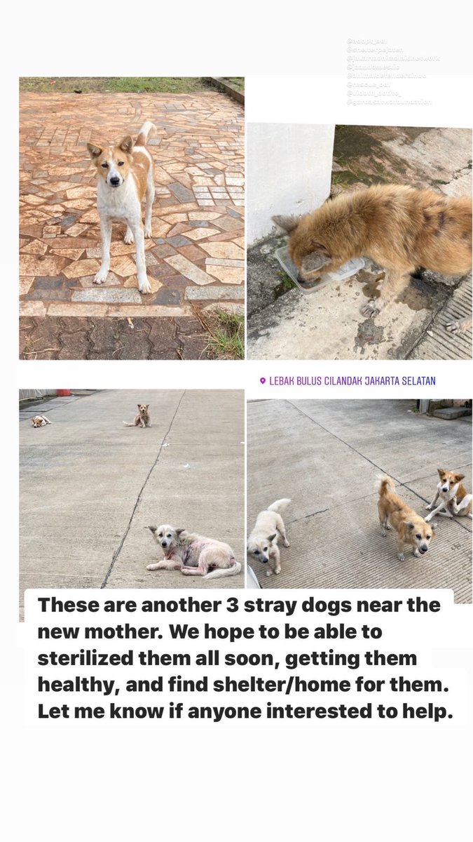 ikeLanser's tweet photo. #CallingDogLovers #AdoptDontBuy #DogsNeedLove #StrayDogs https://t.co/62r03attkv