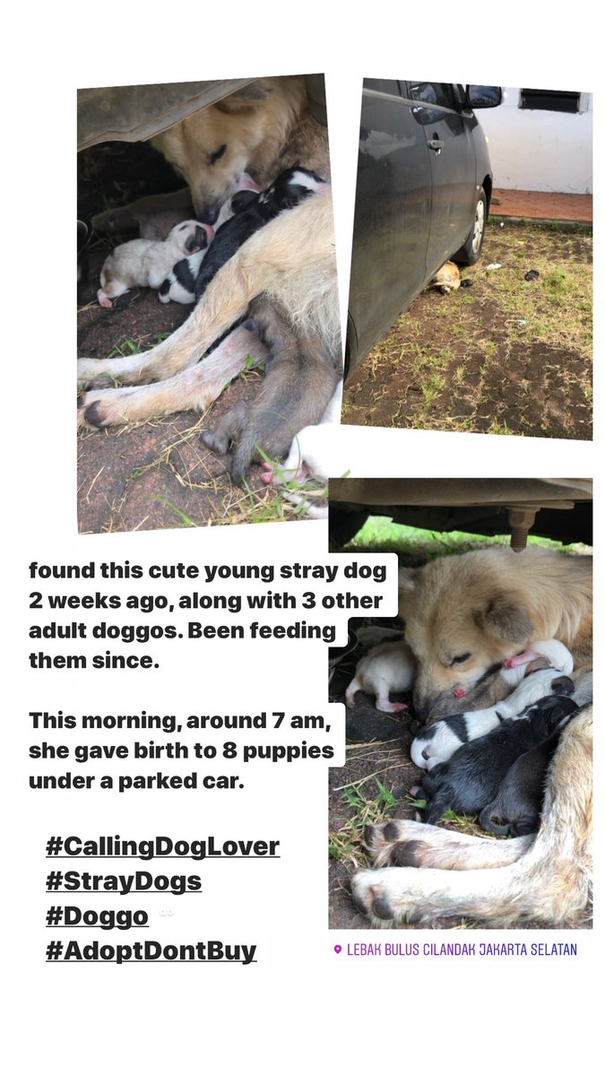 ikeLanser's tweet photo. #CallingDogLovers #AdoptDontBuy #DogsNeedLove #StrayDogs https://t.co/713mb28Kvp