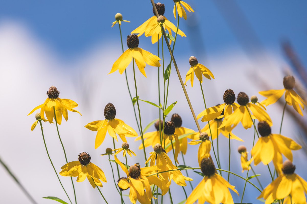 KenyonStudio's tweet image. Ready for more of this!