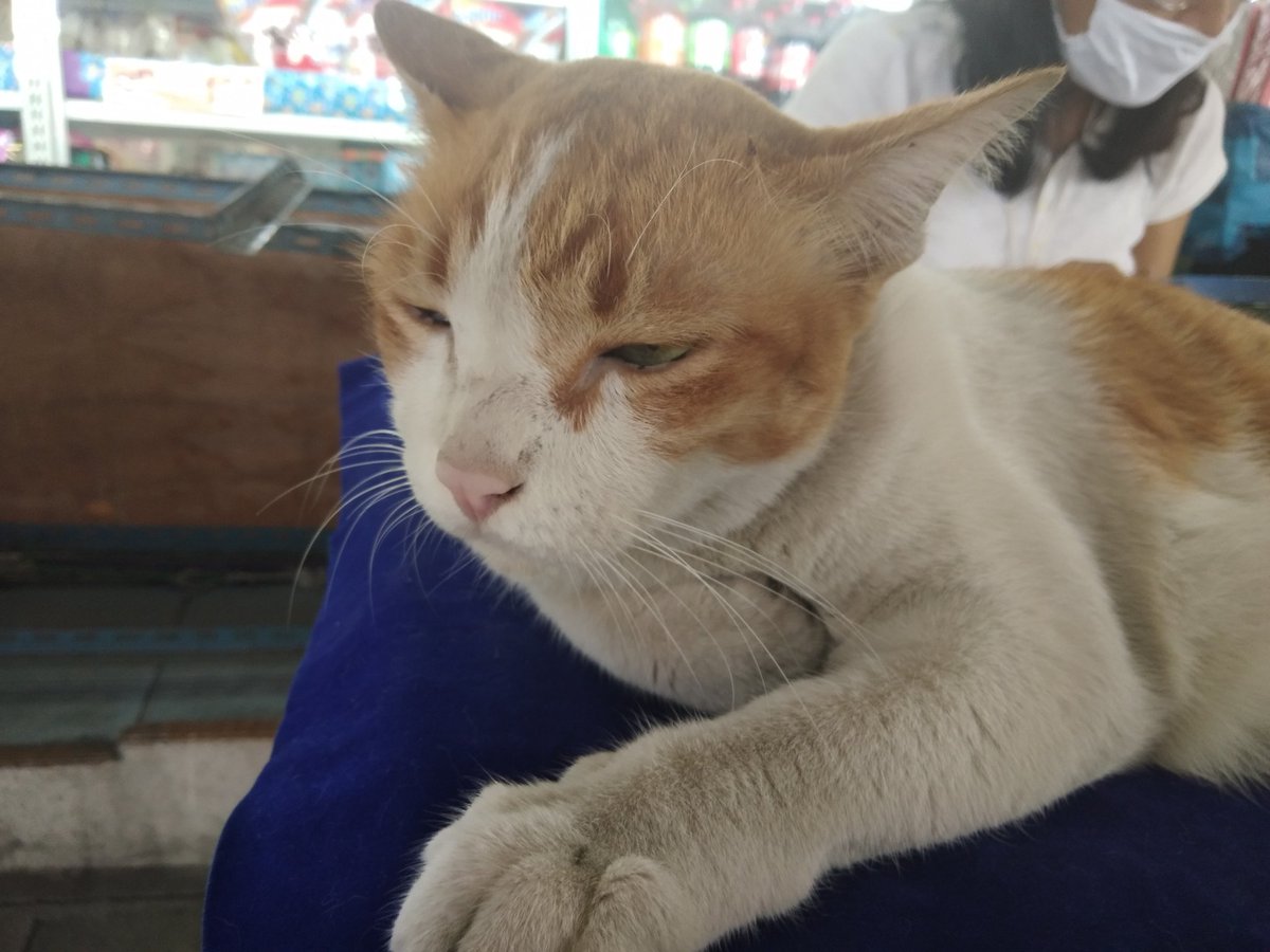 thekeepercats's tweet photo. ความน่าฮัดสดใสของนวลล 🥺🥺🥺❤❤❤ https://t.co/mdipCs6H0N