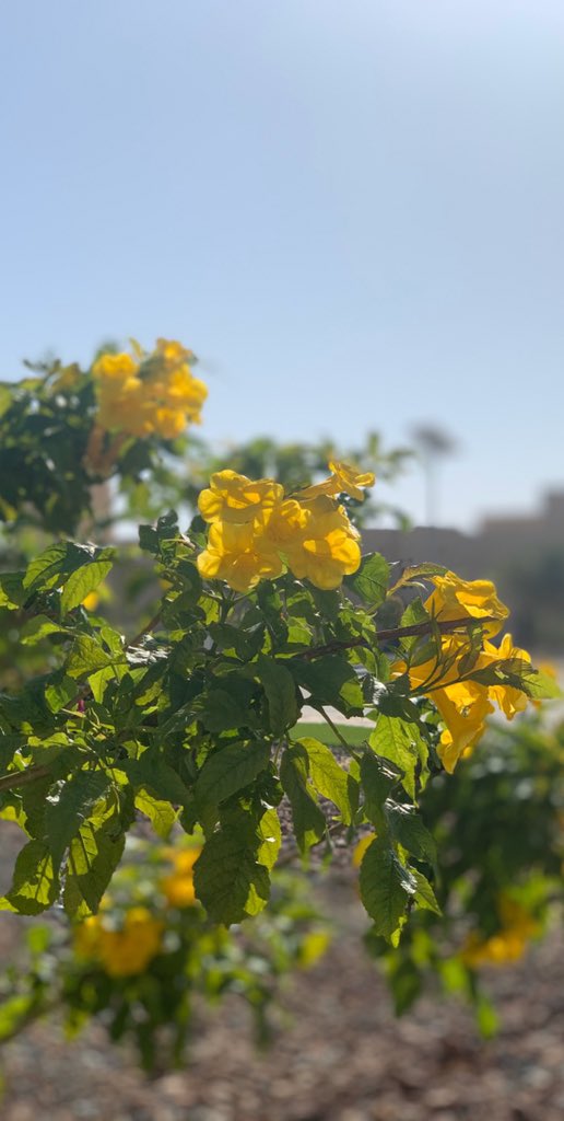 جـان لي حــظ  بلاقيكـم
بالمصافح لمس يـمناكم

بالوفـا  بالـود   نشريكـم
لو   علينا  صعب لقياكم'
              💛