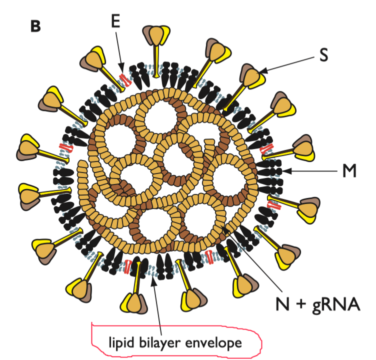 1/25 Part 1 - Why does soap work so well on the SARS-CoV-2, the coronavirus and indeed most viruses? Because it is a self-assembled nanoparticle in which the weakest link is the lipid (fatty) bilayer. A two part thread about soap, viruses and supramolecular chemistry #COVID19