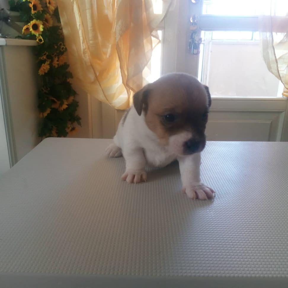 PuppiesJack's tweet photo. Up for adoption https://t.co/esToz3qfl1