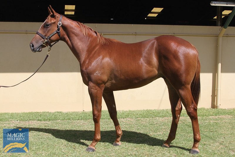 DawsoJames's tweet photo. @NickyWongMM @HKJC_Racing @yarramanpark @AmbergateFarm @mmsnippets Well done Kevin Drew @AmbergateFarm who have the half brother in the @mmsnippets Adelaide Sale by Sooboog as Lot 272 selling on Wednesday https://t.co/hysTVnQUZg @KitchwinHills @TDNAusNZ @anz_news @BreednetNews @davidmmasia @hancock_adrian @barry_bowditch @DonovanClint @benculham https://t.co/IF1Od7dqpc