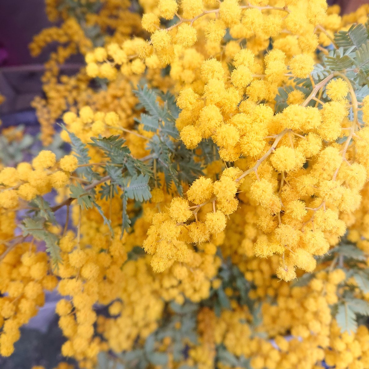 越智花店 松山市三番町の花屋 今日は ミモザの日 ですね ミモザ Flowers お花 松山市花屋 越智花店
