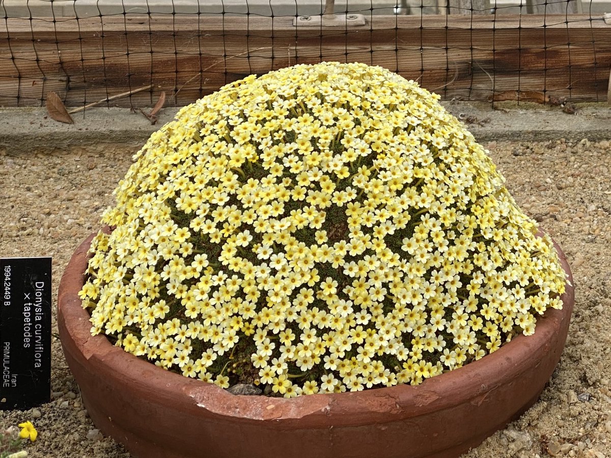 Beautiful Dionysia at the RBG Edinburgh #rbge