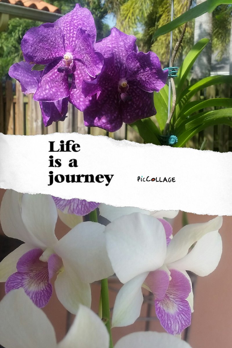 Marietta117's tweet photo. #mybloomedorchids #mindsoul #createyourownhappiness #SundayThoughts #backyard #transformation #emotions #higherself #sacredjourney #growthmindset #connection 🙃 https://t.co/VW5Trl5P9P