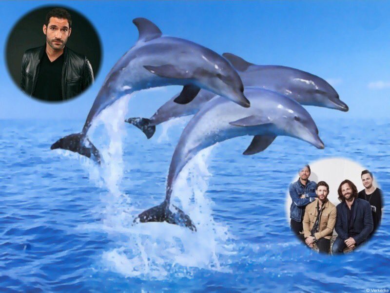 5230FindMe's tweet image. Good Day to @MariaGronowski @GRITSSPNFAM1 @AKFILE @SjSrwillis06 @Florentina0207 @SunaTemel1 @LunarSaturn