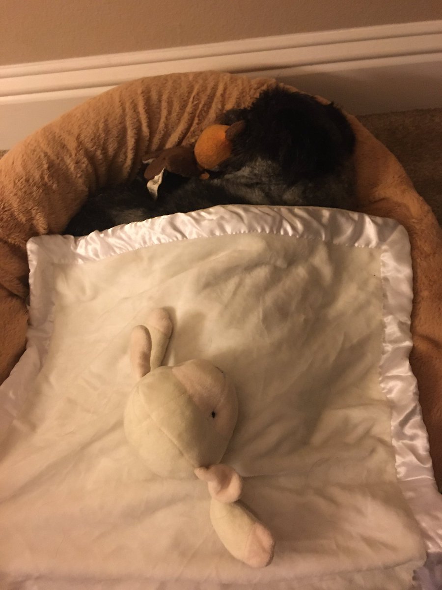 I tucked TomTom into bed with his favorite #ewok toy and his lamb blanket.

#ewokdog #puppersofinstagram #shihtzu #shihtzusofinstagram #starwarsdog #goodnight