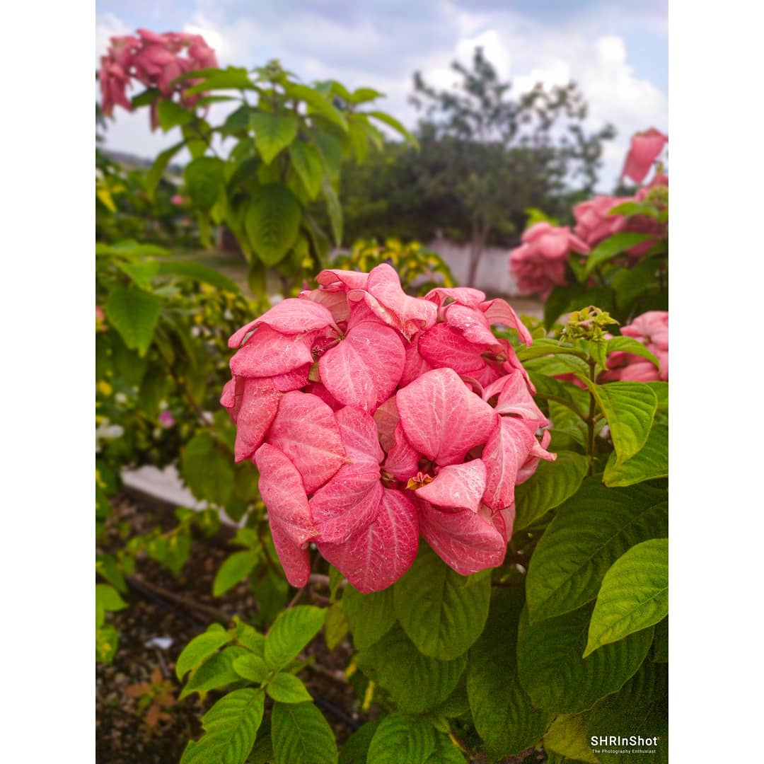 Shricastic's tweet photo. "Flower is the love's truest language"🌸
#ShowmAn_Snaps 📸✨
.
.

.
.
.
#flowers #nature #flower #love #photography #flowerstagram #art #naturephotography #garden #beautiful #plants #wedding #floral #instagram #handmade #bouquet #photo #rose #flowersofinstagram #green #love https://t.co/Th6NVKEept