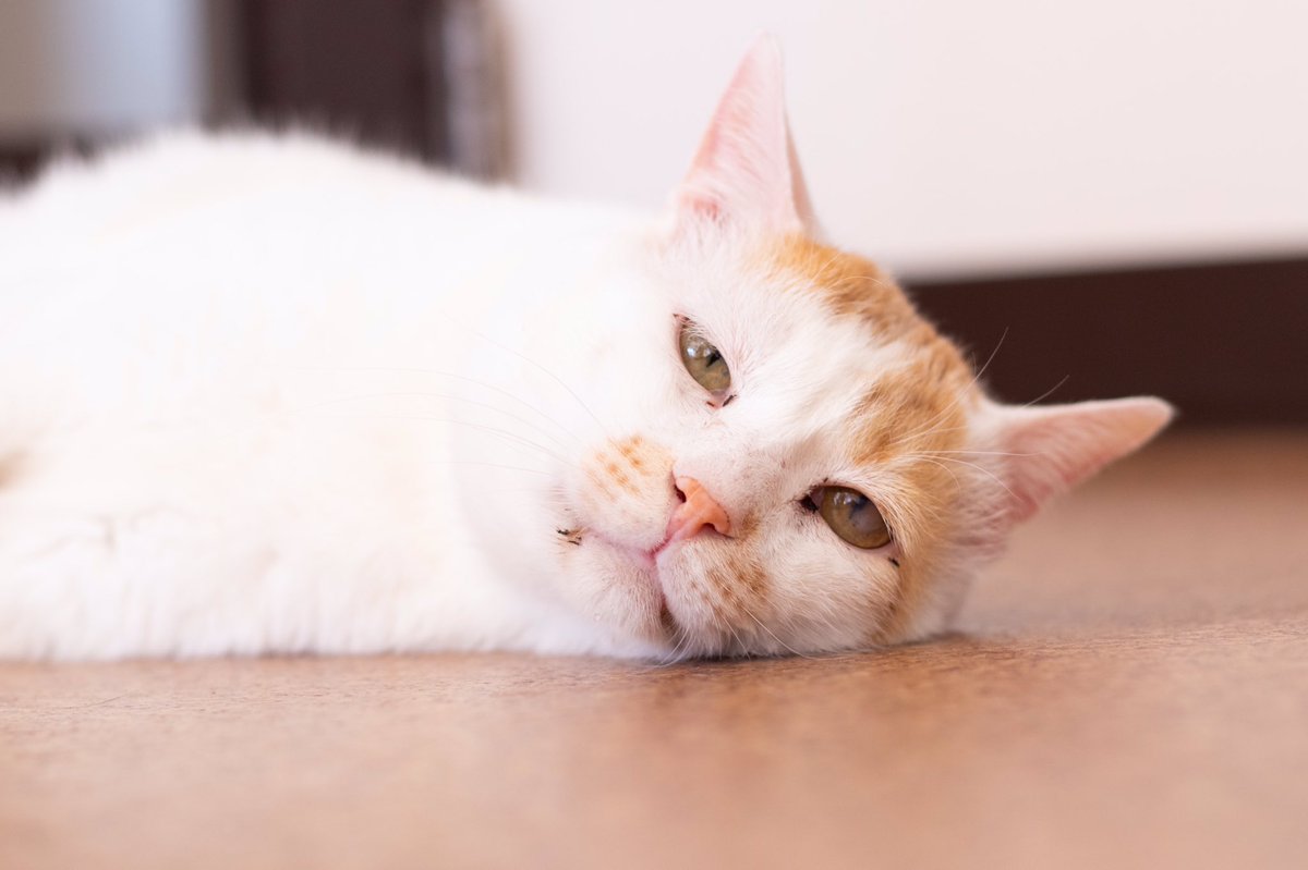 ねこカフェもふもふ V Twitter なつおの気怠げショット Model なつお 保護猫 譲渡型保護猫カフェ 保護猫と暮らす 里親募集中 飼い主募集中 ねこカフェもふもふ 猫 猫のいる暮らし ねこのきもち 猫好きさんと繋がりたい ねこがいる幸せ 松本市 長野県