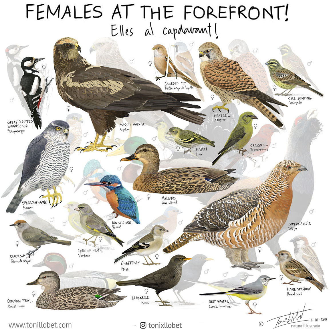 Today, now and always, here, there and everywhere, females at the forefront! An illustration from #iwd2018 that will never get outdated... #DiadelaDona #8March  #womenempowerment #idw2020 #8demarzo #internationalwomensday #internationalwomensday2020  #birds #birdwatching