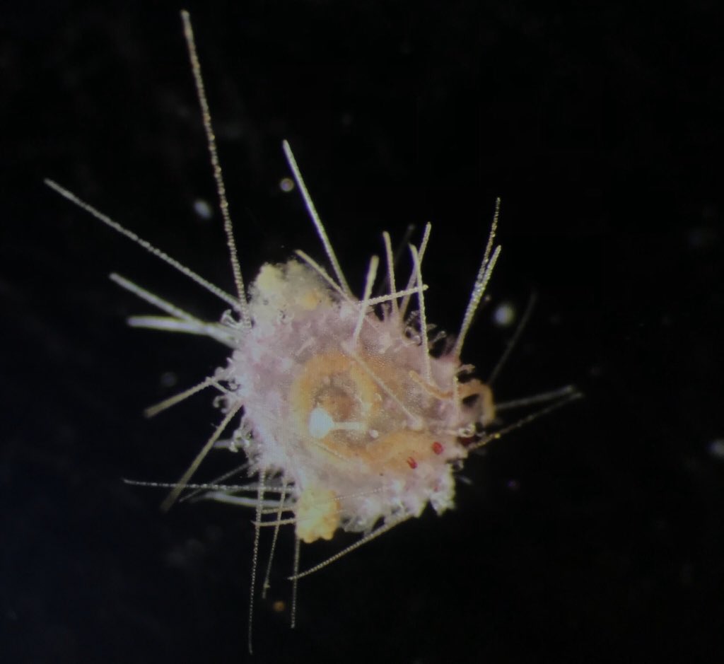 LupitaBribiesc1's tweet photo. Our #AbyssalAnimalOfTheDay is this cute juvenile of sea urchin with massive tridentate pedicellariae...maybe Aceste ovata?
#Abyss2020 #NHMDeepSea @adrg1 @bokamero @helena_wiklund https://t.co/idPV1qINFG