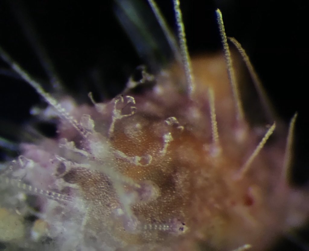 Our #AbyssalAnimalOfTheDay is this cute juvenile of sea urchin with massive tridentate pedicellariae...maybe Aceste ovata?
#Abyss2020 #NHMDeepSea <a href="/adrg1/">Adrian Glover</a> <a href="/bokamero/">Erik Simon Lledó</a> @helena_wiklund