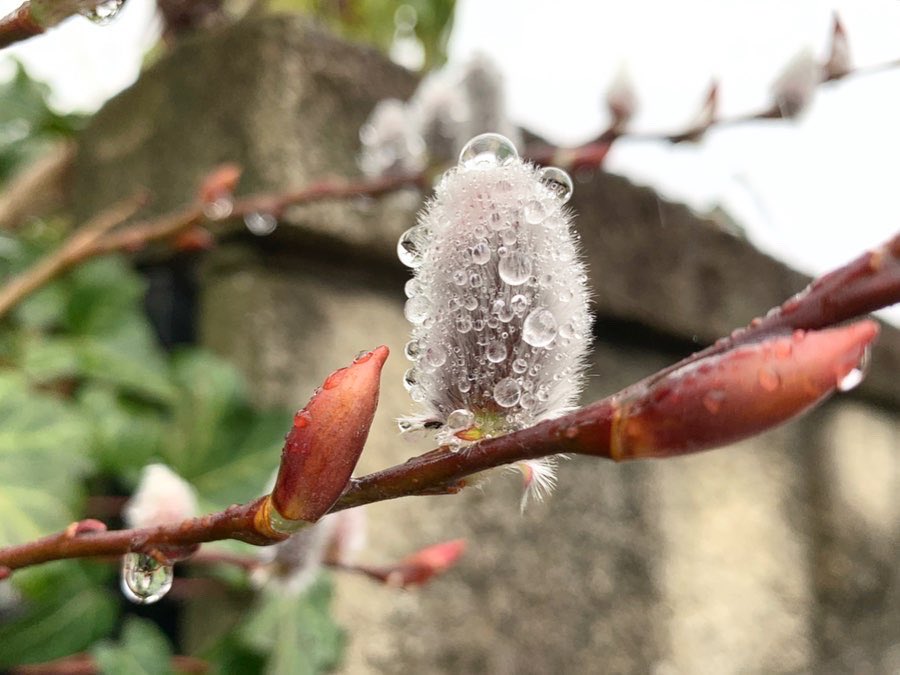 花言葉は自由 Twitter Search Twitter