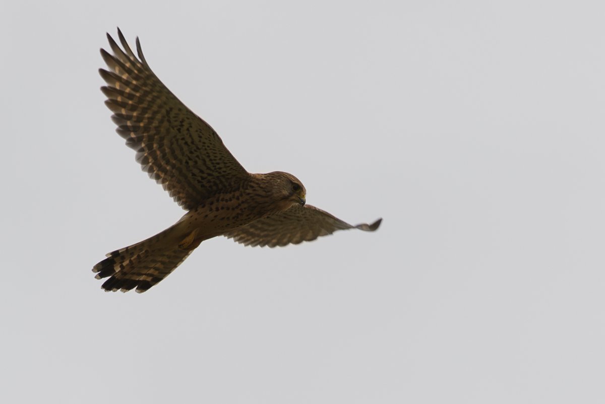 Finally! After four weeks of storms and bad weather I had the chance to do what I love - photographing wildlife in the UK!

Kestrel 😲😍 Please feel free to SHARE. Thanks! 👍

.<a href="/Natures_Voice/">RSPB</a> .<a href="/jptb2017/">Steve Robinson</a> .<a href="/BushyParkPhoto/">Bushy Park Photos</a> .<a href="/CarlBovisNature/">Carl Bovis</a> .<a href="/janeyh41/">Jane Haslam</a> 

#kestrel #birdphotography
