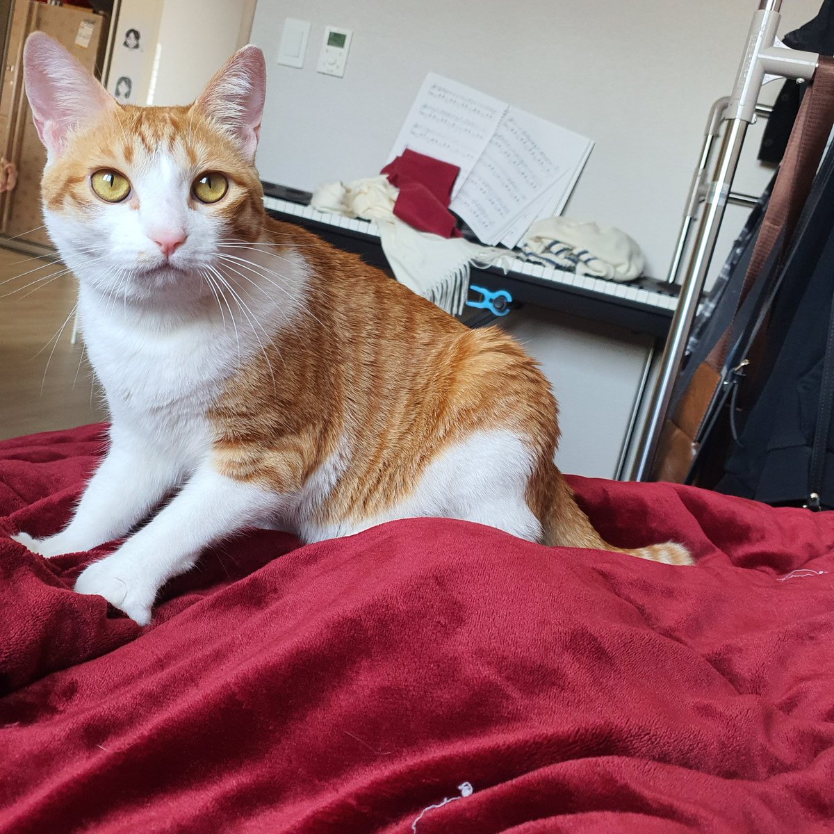 꼭 그렇게 꾹꾹이할때 언니야 발을
깔고 뭉게서 해야것냐...꾹꾹이도 안해주면서...서운😞😞