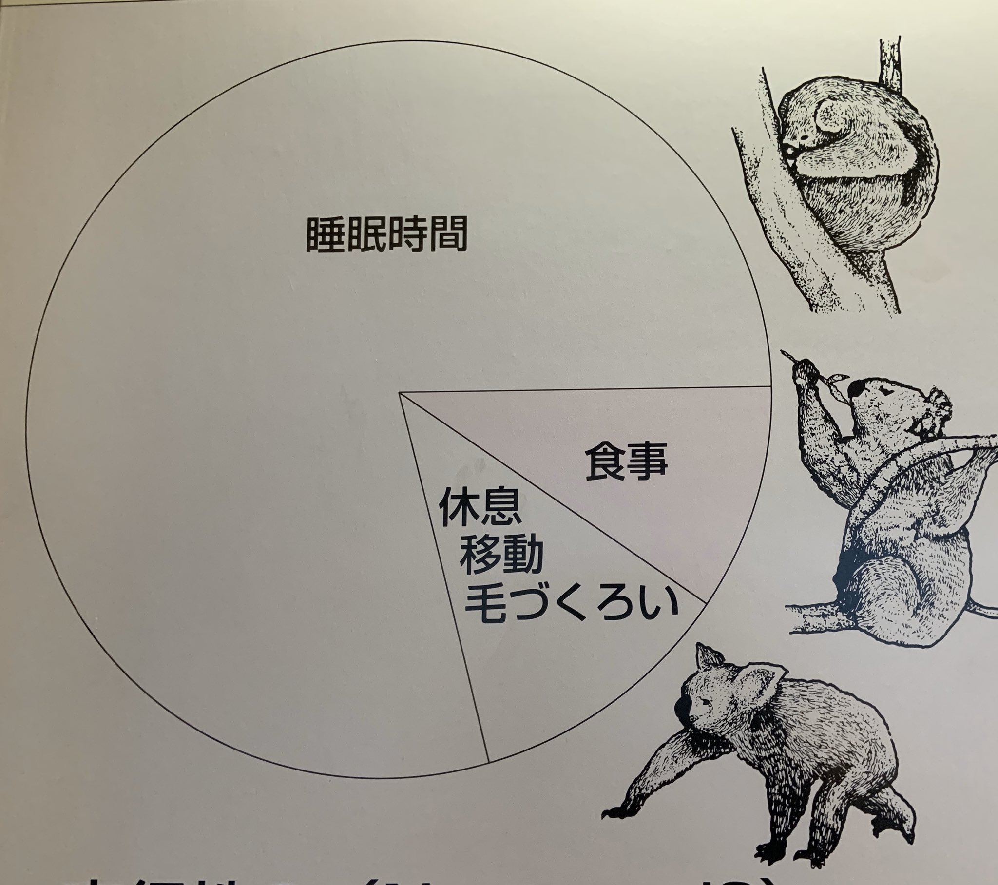 イングランドの丘 動物スタッフ 公式 お家に帰ったら手洗いうがいはもちろん 免疫力を落とさないためにもしっかり食べてしっかり眠りましょう ちなみにコアラが健康に生きていくために必要な一日の睡眠と食事の時間がこちらです イングランドの丘 動物スタッフ 公式 お家に帰ったら手洗いうがいはもちろん 免疫力を落とさないためにもしっかり食べてしっかり眠りましょう ちなみにコアラが健康に生きていくために必要な一日の睡眠と食事の時間がこちらです