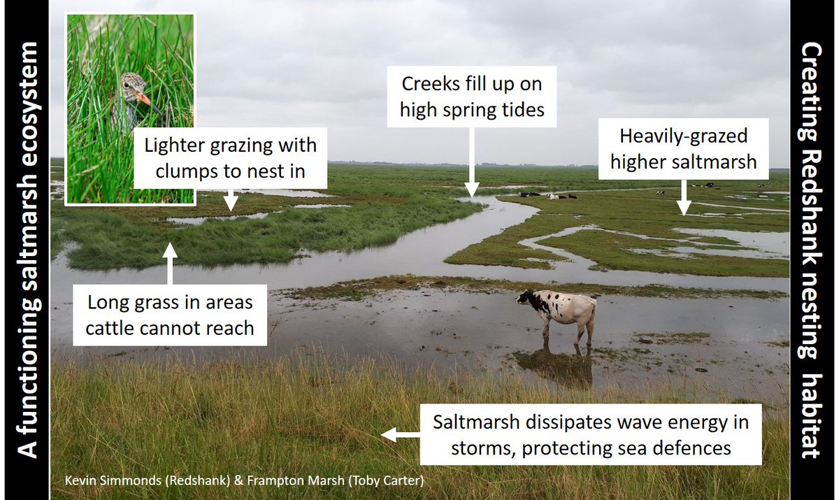 GrahamFAppleton's tweet photo. Has anyone worked out what 'Farming for the future' might mean for conservation management of (carbon-storing) salt marshes &amp; the UK's breeding Redshank? 
This blog &amp; paper question previous subsidies:
Blog: https://t.co/T5V8V4tzGv
Paper: 
https://t.co/tpxlBRrPCf 
#ornithology https://t.co/XTePJjnONN