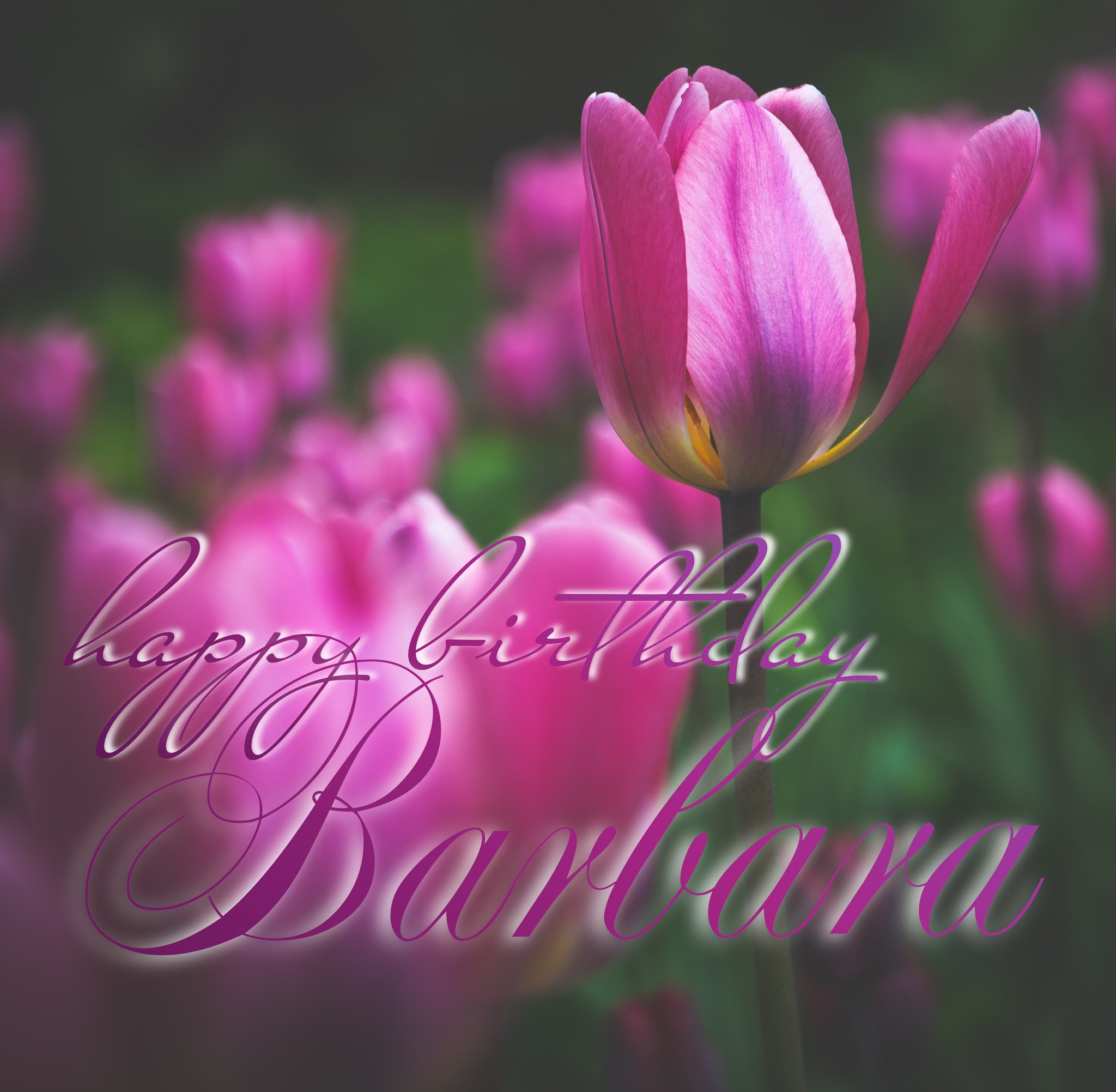 Images Of Happy Birthday Barbara Happy Birthday Barbara