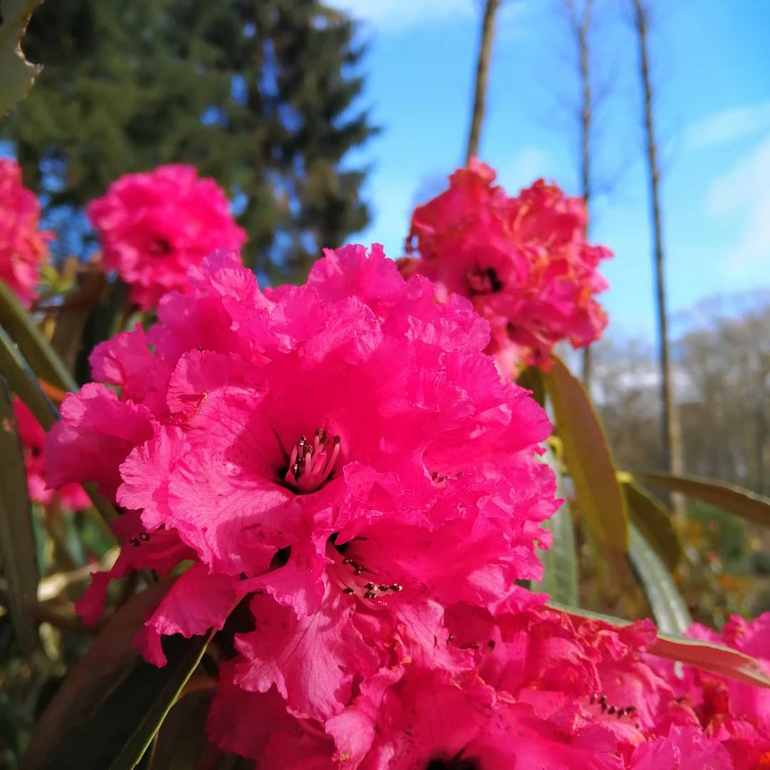 jonoDavCol's tweet photo. First of the #rhododendrons in flower ar #Glendoick today. Great to see colour at last! https://t.co/rzY0Qw1y1J