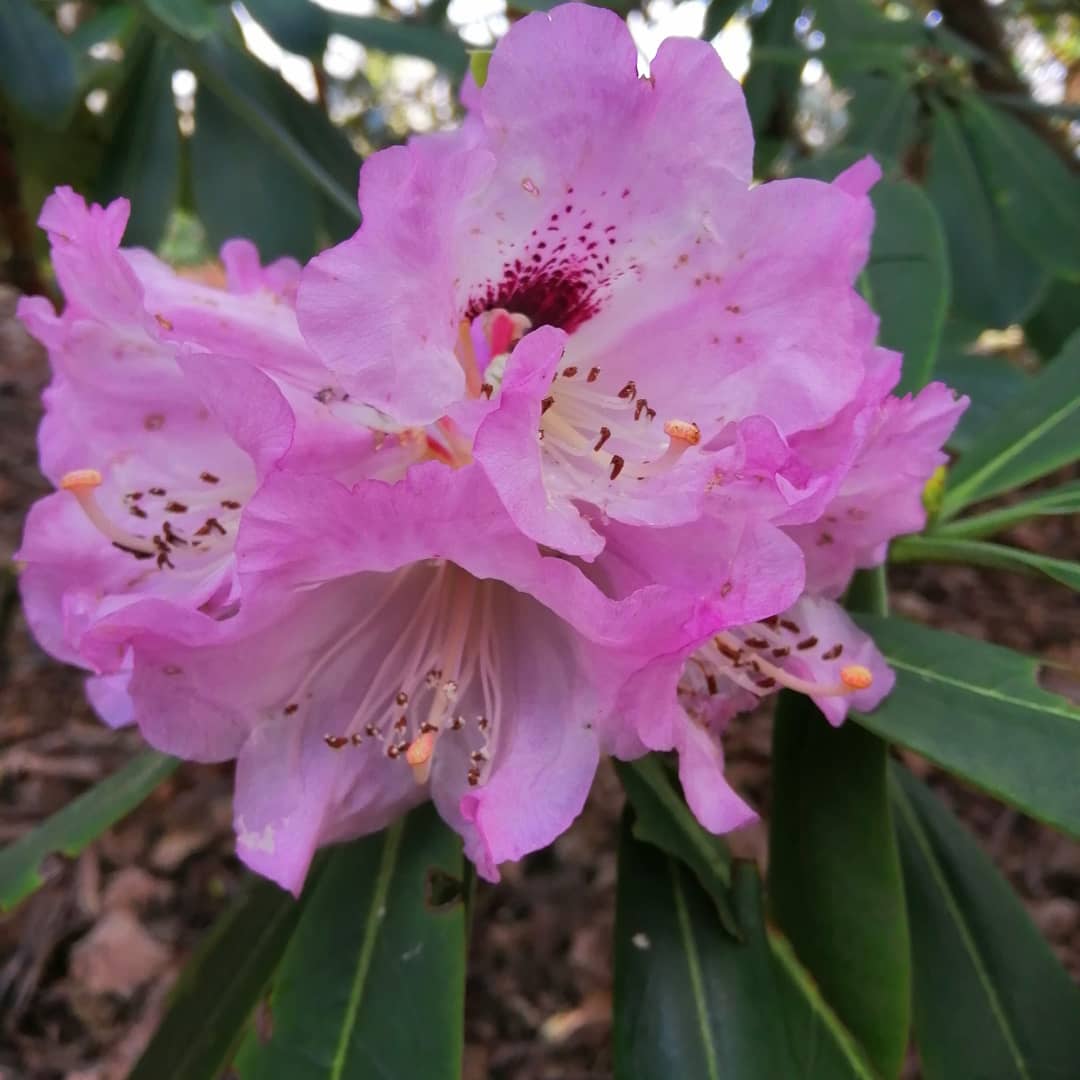 jonoDavCol's tweet photo. First of the #rhododendrons in flower ar #Glendoick today. Great to see colour at last! https://t.co/rzY0Qw1y1J
