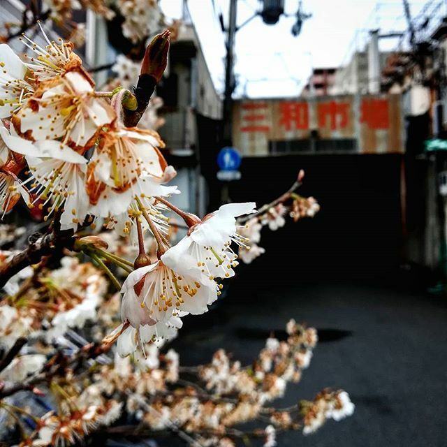 くま おじさん 市場の方へ買い物に出かけて見つけた桜 今年は暖かい冬だったけど フライングし過ぎじゃないか しかも 切り花 の桜のように花が散る前に枯れかけてるやん 桜 尼崎南部 尼崎 三和市場 Japan T Co 4nlkmytzss T Co