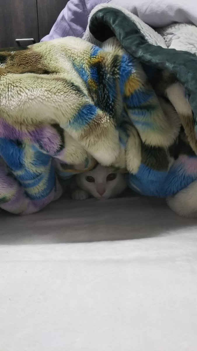 ニャアアアン な猫漫画でおなじみの鴻池剛さんが引っ越したら猫さんが 囚われた僕 感いっぱいに 便秘などなりやすい Togetter ニャアアアン な猫漫画でおなじみの鴻池剛さんが引っ越したら猫さんが 囚われた僕 感いっぱいに 便秘などなりやすい Togetter