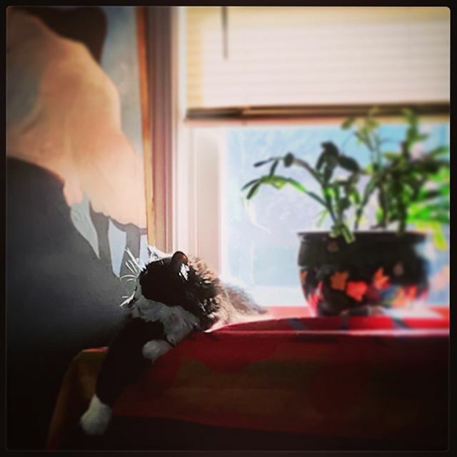 DeadCatDiaries's tweet photo. Easy like Sunday morning. … … … … … … … … … … … … 
#gomiehasmyheart #babyboy #catsofinstagram #kitty #zzzzzzzz #rescuecat #adoptdontshop https://t.co/wH4T46TqgS
