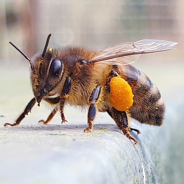 Een week lang deelde ik dagelijks  mijn favoriete bijenfoto's. Deze dame zet ik vandaag in het zonnetje #bijen #heemstede #honeybees #bees