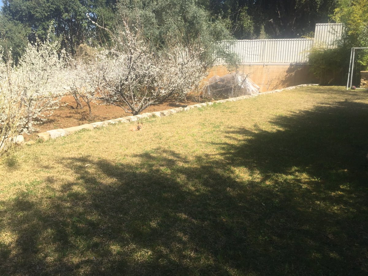 jonasforrest66's tweet image. Blossoming trees, Kenzo sunbathing, spring around the corner @ #Beitchabeb