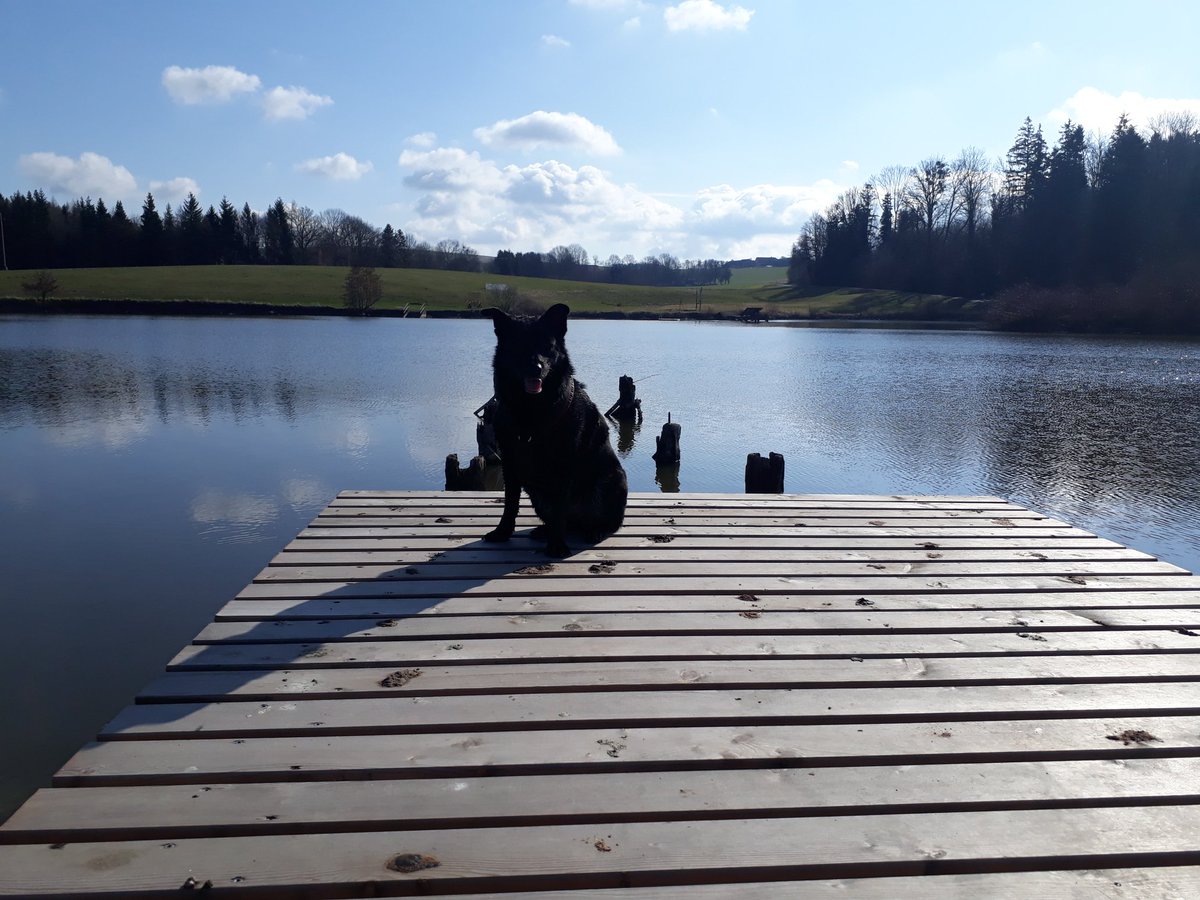 FrauFensterdog's tweet image. Schönen Sonntag, liebes #twitterrudel! Das Bild ist zwar nicht so romantisch wie das Steg-Foto von @BassetMortimer und @ElseRebellse, aber auch ganz schön, oder? #singledog