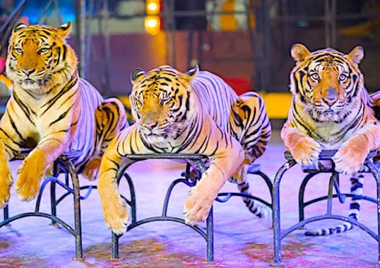 GossipRoomOff's tweet photo. Bonne nouvelle ! La ville de #Nice interdit désormais les cirques avec animaux sauvages ! Une de plus ! 👏 https://t.co/W0owYnqa2i