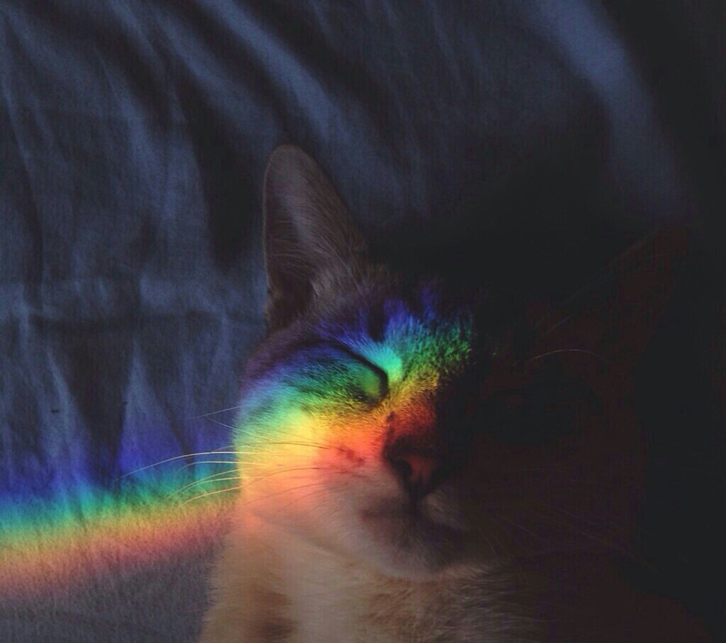 Кошка ушла на радугу картинка