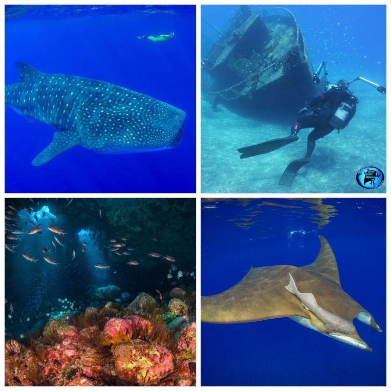 Alpha Dive Centre tweet media