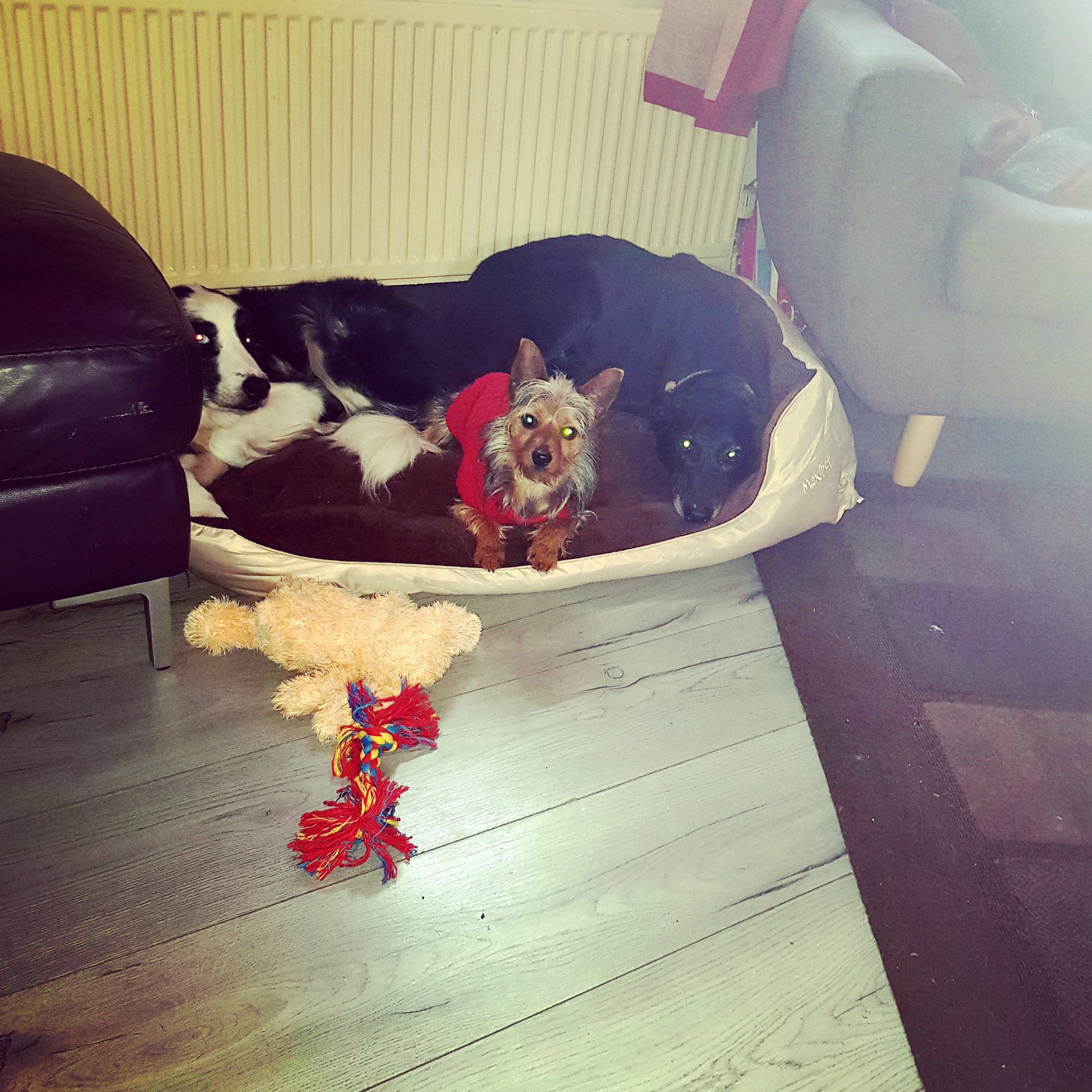 Kitty on Twitter "Andy (Lab cross Lurcher) Bella (Blue merle border