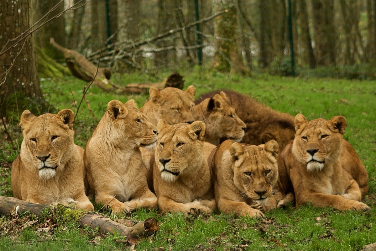♀️ One for all the lionesses out there! Happy International Women's Day! 
🦁 Did you know? Not to be messed with, female lions are the hunters of the pride, working together as team to take down their prey.
📷 Photo by Keeper Kayleigh