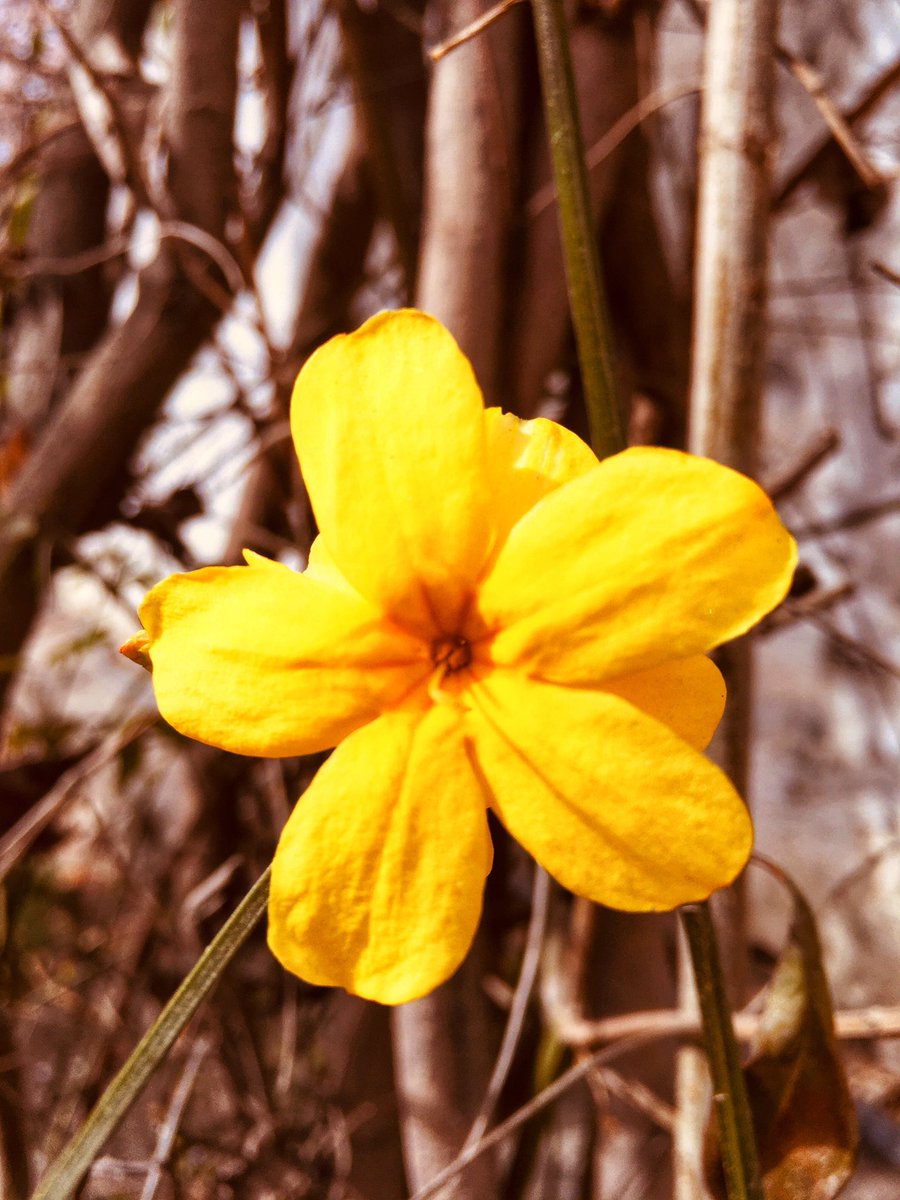 amnazamirtalks's tweet photo. #Itake #iphonography #Mygilgit #Spring2020 https://t.co/65zOwY1VyR
