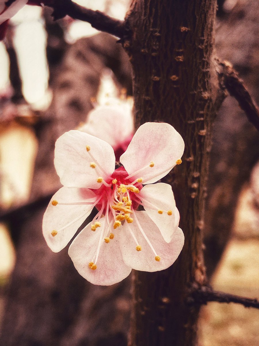 amnazamirtalks's tweet photo. #Itake #iphonography #Mygilgit #Spring2020 https://t.co/65zOwY1VyR
